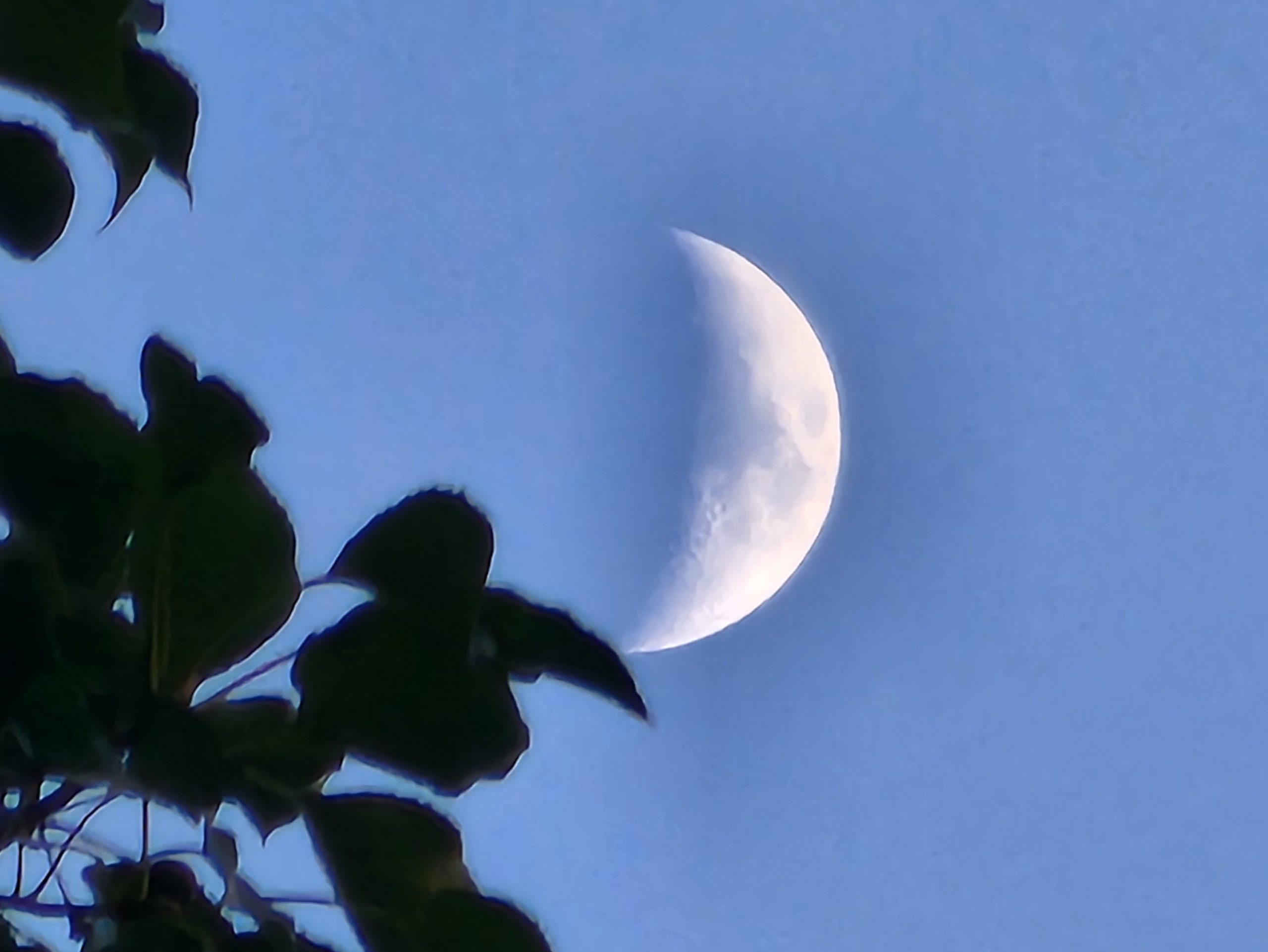 moon_leaves